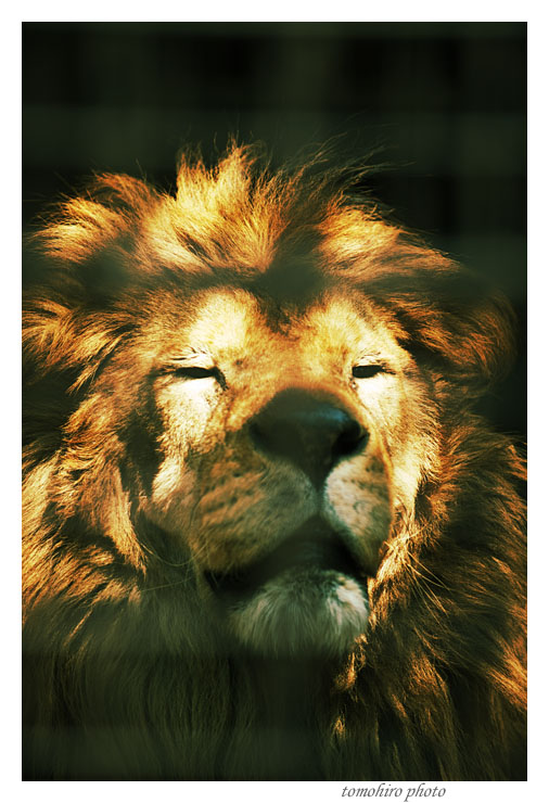 lion110328B.jpg