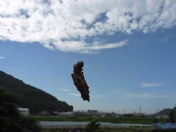 minomusi140906A.jpg