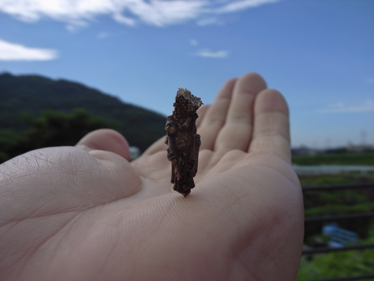 minomusi140906B.jpg