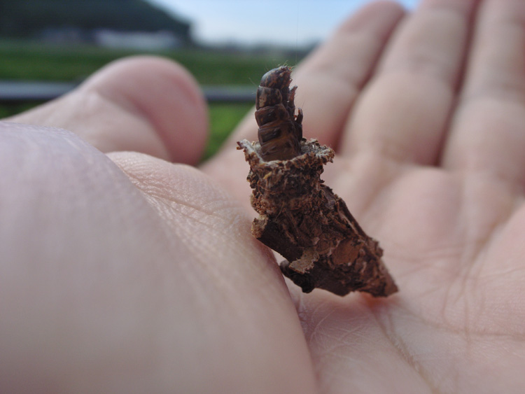 minomusi140906C.jpg