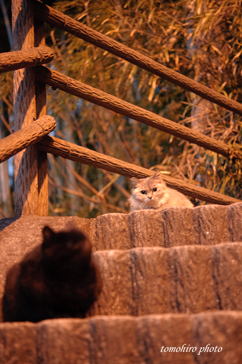 neko110117A.jpg