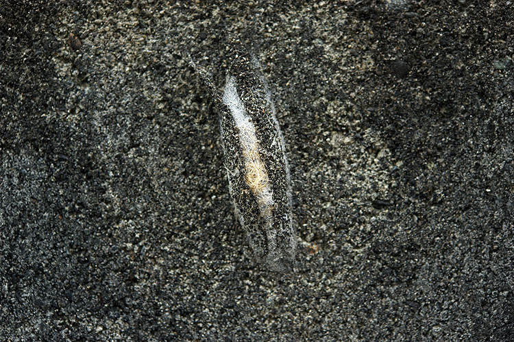 sinjyukinokawaga140921B.jpg