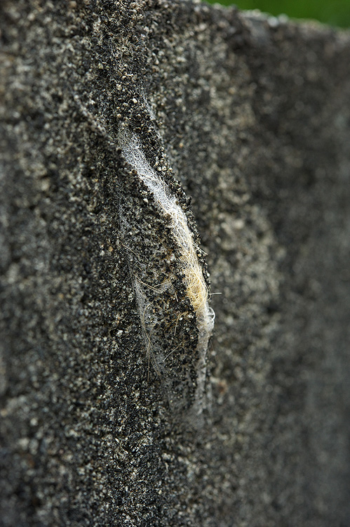 sinjyukinokawaga140921C.jpg