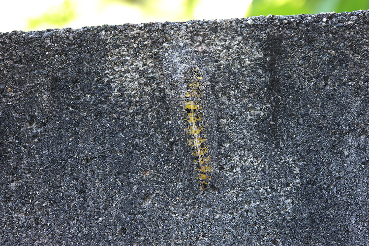 sinjyukinokawaga140926A.jpg