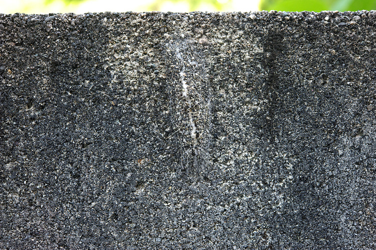 sinjyukinokawaga140928B.jpg